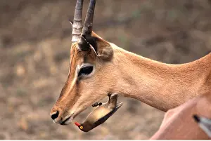 Operation: RED-BILLED OXPECKER - feeding on ectoparasites on Impala