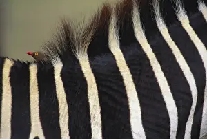 Relationship: Red-billed oxpecker on grant's zebra