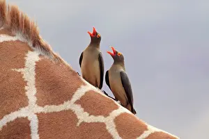 Oxpeckers: Red-billed Oxpecker on neck of Giraffe singing