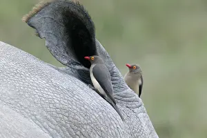 Oxpeckers: Red-billed Oxpecker - on rhinoceros