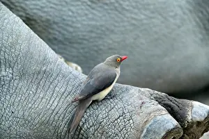 Oxpeckers: Red-billed Oxpecker - on rhinoceros
