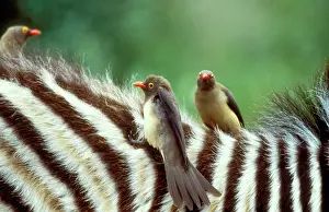 Oxpeckers: Red-billed OXPECKER - on Zebra