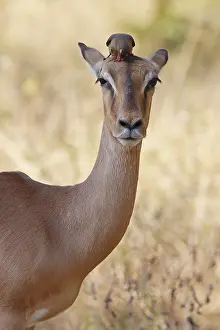 Buphagus: Red-billed Oxpeckers (Buphagus erythrorhynchus)