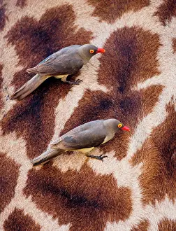 Buphagus: Red-billed Oxpeckers (Buphagus erythrorhynchus)