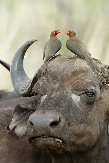 Buffalo: Red-billed Oxpeckers (Buphagus erythrorhynchus)