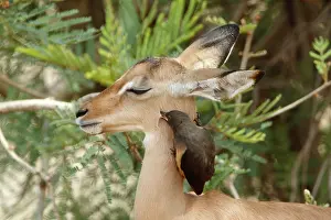 Buphagus: Red-billed Oxpeckers (Buphagus erythrorhynchus)