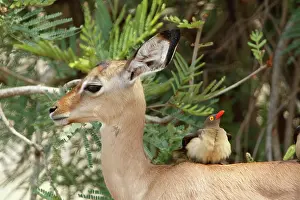 Buphagus: Red-billed Oxpeckers (Buphagus erythrorhynchus)