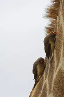 Neck: Red-billed oxpeckers (Buphagus erythrorhynchus)