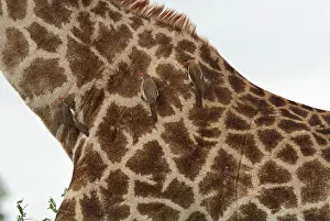 Oxpeckers: Red-billed Oxpeckers feeding on Giraffe Kruger National