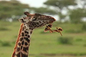 Oxpeckers: Red-billed Oxpeckers - flying to Masai Giraffe neck