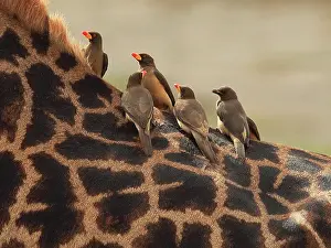 Oxpeckers: Red-billed Oxpeckers - sitting on Giraffe neck