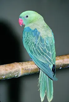 Sordidus: Red-billed Parrot