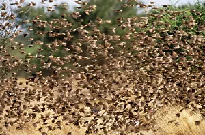 Quelea: Red Billed QUELEA
