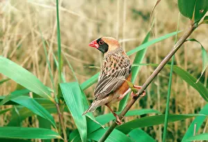 Quelea: Red-Billed QUELEA