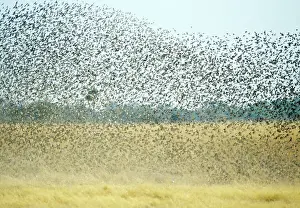 Quelea: Red-billed Quelea