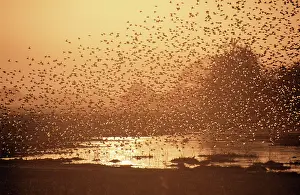 Quelea: Red-billed Quelea - flock