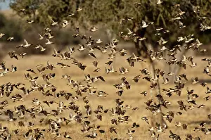 Quelea: Red-billed Quelea - flock in flight