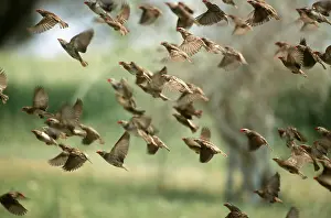 Leaving: RED-BILLED QUELEA - flock leaving water hole