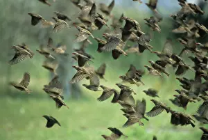 Quelea: Red-Billed Quelea - Flock leaving waterhole