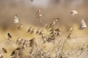 Settled: Red-billed Quelea - flock settled in bush