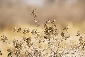Settled: Red-billed Quelea - flock settled in bush