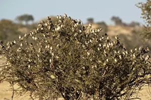 Quelea: Red-billed Quelea - flock on thorn tree