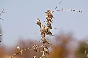 Quelea: Red-billed Quelea - group on branch