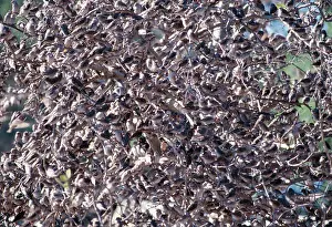 Quelea: Red-billed Quelea - Massive flock on branches