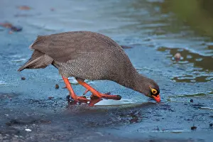 Adspersus: Red-billed Spurfowl / Red-billed Francolin