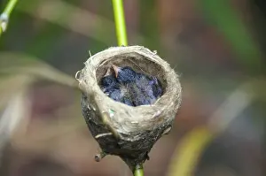 Doctor: Red-Billed Streamertail