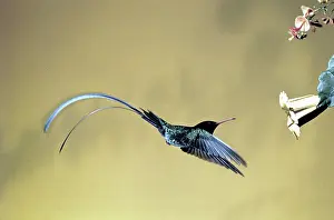 Pollinating: Red-billed Streamertail Hummingbird
