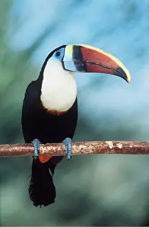 Toucans: RED-BILLED TOUCAN - perched on branch