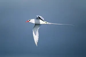 Phaethon: Red Billed Tropic Bird - in Flight