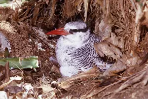 Gillean White: RED-BILLED TROPIC BIRD - on nest