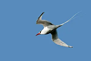 Tropicbird: Red-billed Tropicbird