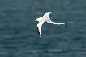 Tropicbird: Red-billed Tropicbird