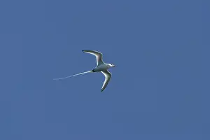 Tropicbird: Red-billed tropicbird