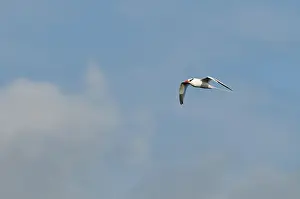 Plaza: Red-billed tropicbird