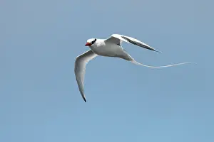 Tropicbird: Red-billed Tropicbird