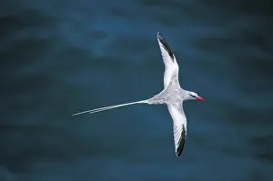 Tropicbird: Red-billed Tropicbird - In flight