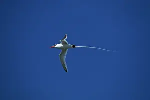 Tropicbird: Red-Billed Tropicbird - in flight