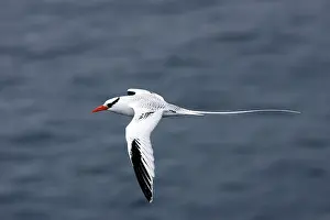 Tropicbird: Red-billed Tropicbird - in flight
