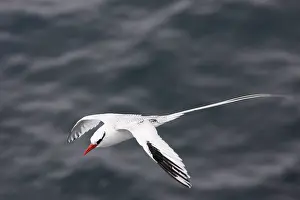 Tropicbird: Red-billed Tropicbird - in flight