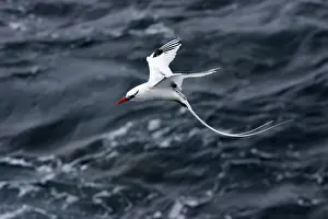 Tropicbird: Red-billed Tropicbird - in flight