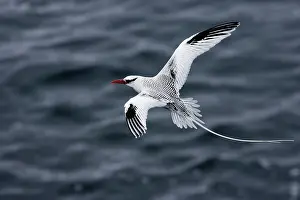 Tropicbird: Red-billed Tropicbird - in flight