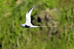 Tobago: Red-billed Tropicbird - in flight