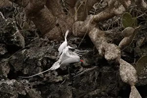 Floreana: Red-billed Tropicbird in flight