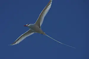Floreana: Red-billed Tropicbird in flight