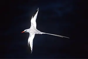 Tropicbird: RED-BILLED TROPICBIRD - in flight