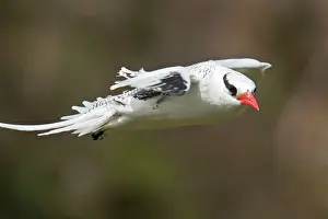 Offshore: Red-billed Tropicbird in flight by offshore island, Tobago